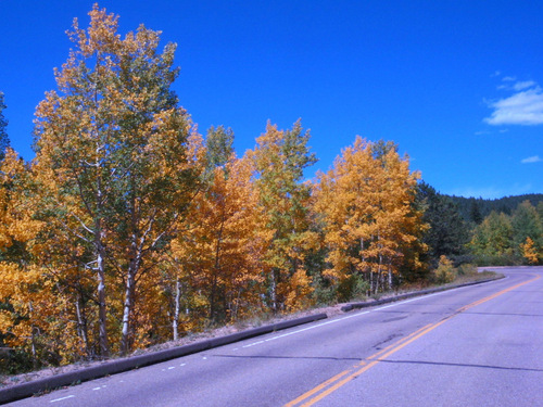 Fall Foliage.